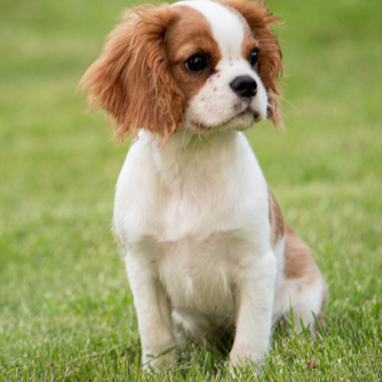 blenheim king Charles cavalier spaniel blenheim cavalier king charles spaniel sitting in grass